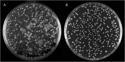 Genomic Changes and Genetic Divergence of Vibrio alginolyticus Under Phage Infection Stress Revealed by Whole-Genome Sequencing and Resequencing